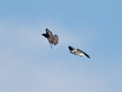 Crows Kites _3157644.jpg