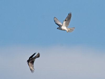 Crows  Kites _3157645.jpg