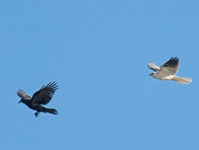 Crows  Kites _3157658.jpg