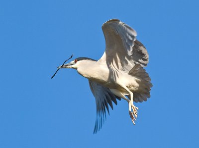 Black-crowned Night Heron _3207943.jpg