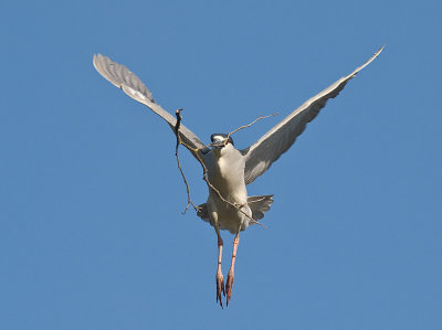 Black-crowned Night Heron _3208006.jpg