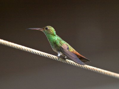 Rufous-tailed Hummingbird _3288657.jpg