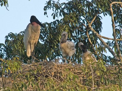 Jabiru Storks _3288680.jpg