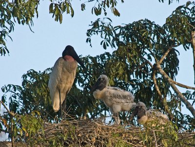 Jabiru Storks _3288683.jpg