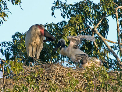 Jabiru Storks _3288691.jpg