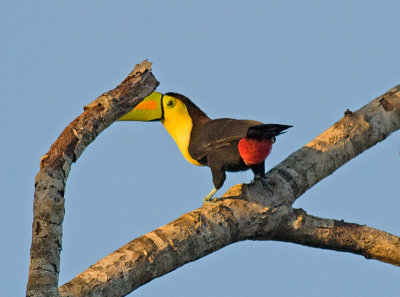 Keel-billed Toucan _4029960.jpg