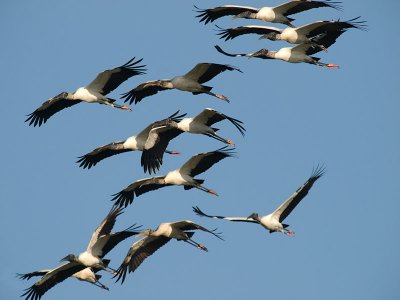 Wood Storks _3319375.jpg