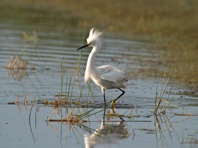 Snowy Egret _3319277.jpg