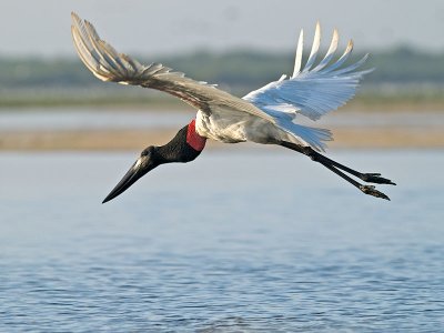 Jabiru Stork at Dawn _3298937.jpg