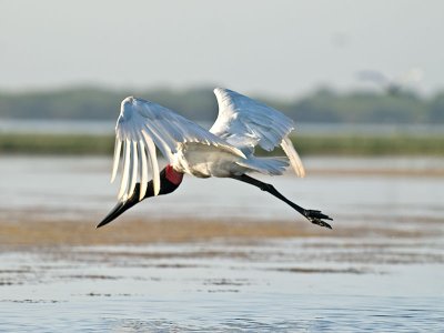 Jabiru Stork at Dawn _3298939.jpg