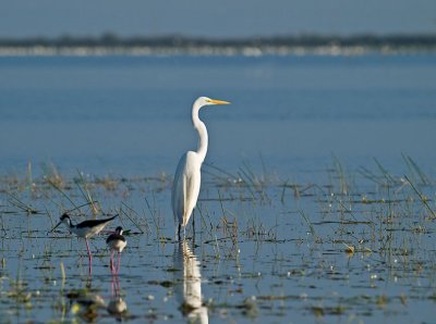 Egret  and Stilts _3298996.jpg