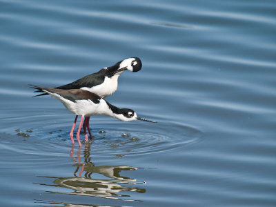 Mating Stilts _3177777.jpg