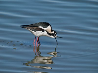 Mating Stilts _3177779.jpg