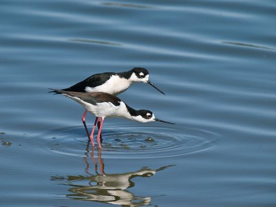 Mating Stilts _3177781.jpg