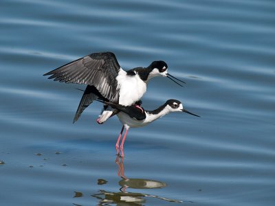 Mating Stilts _3177798.jpg