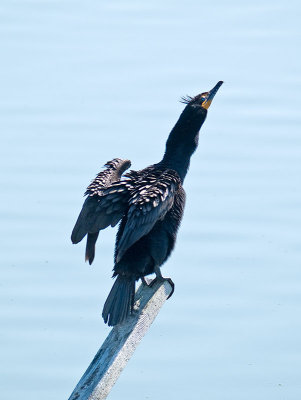 Double-crested Cormorant _5017283.jpg