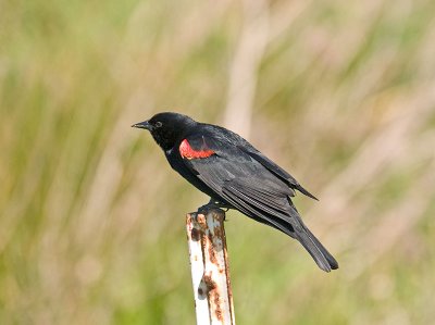 Red-winged Blackbird _5017307.jpg