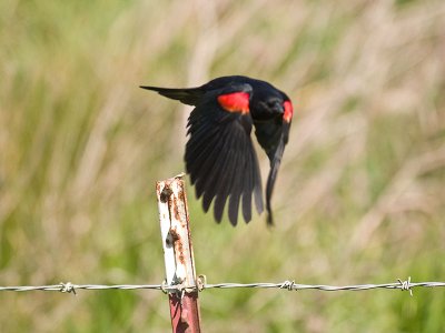 Red-winged Blackbird _5017308.jpg
