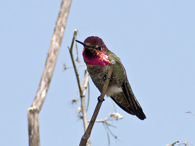 Anna's Hummingbird _5090720.jpg