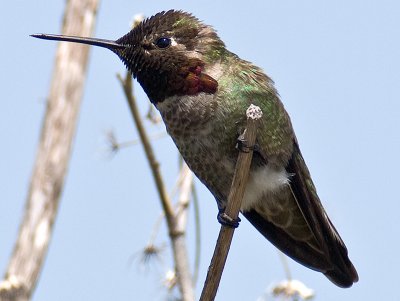 Anna's Hummingbird _5090743.jpg