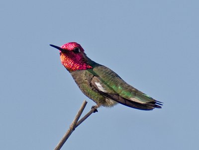 Anna's Hummingbird _5100748.jpg