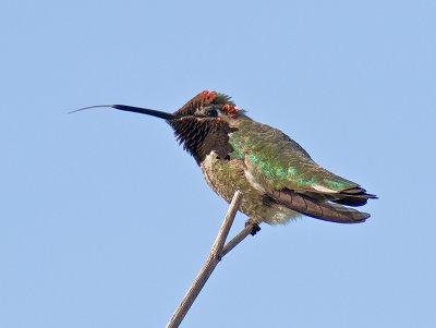 Anna's Hummingbird _5100768.jpg