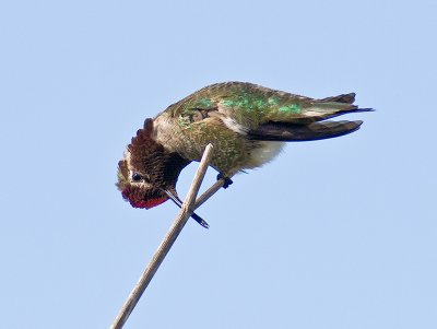 Anna's Hummingbird _5100775.jpg
