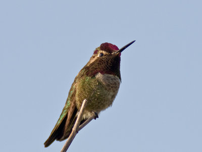 Anna's Hummingbird _5100782.jpg