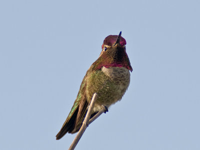 Anna's Hummingbird _5100783.jpg