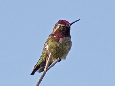 Annas Hummingbird _5100801.jpg