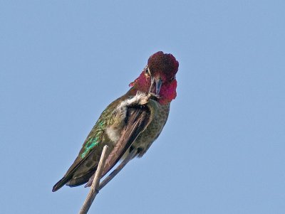 Annas Hummingbird _5100790.jpg