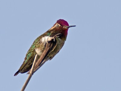 Annas Hummingbird _5100789.jpg