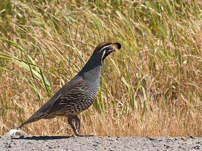 California Quail _4277188.jpg