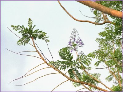 JACARANDA-FIRST-BLOOM (HIGH UP IN THE TREE)