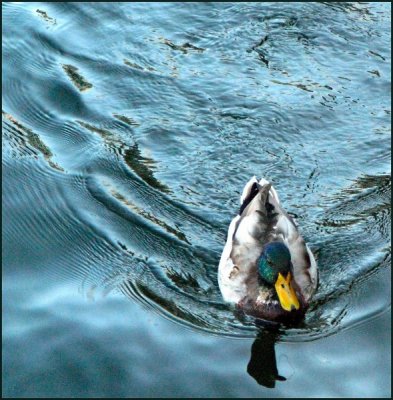 Mallard in Blue Water