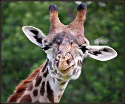 Giraffe by Eric Ashford