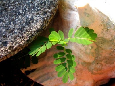 The Fascinations of Small Things
