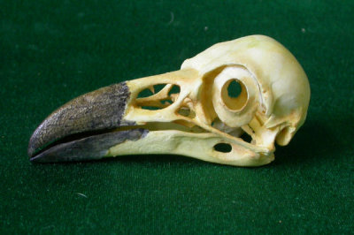 Valley Anatomical's skull replica