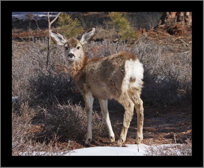 Very Young Mule Deer at Bryce
