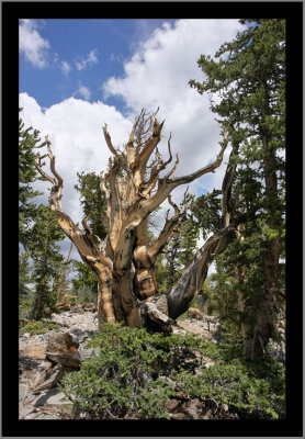 Bristlecone Pine, 3,200 years old and still going strong.