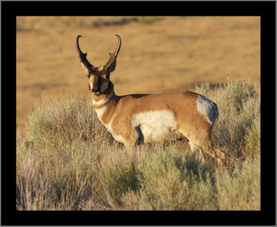 Prong-horned Antelope Near Sunset