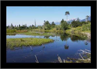 Moose Pond View