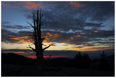 Sunrise on a Bristlecone Pine