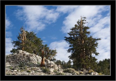 Bristlecone Pine Trees #2