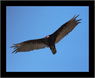 Turkey Vulture on a Death Search