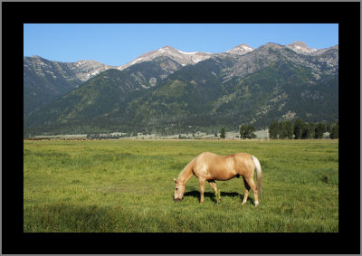 Eating on the green, green grass of home