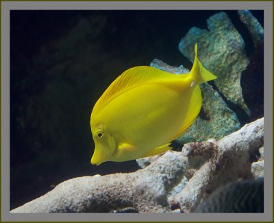 Yellow Tang