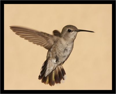 Tail Feathers (female)