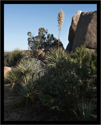 Typical Boulders and Soaptree Yucca