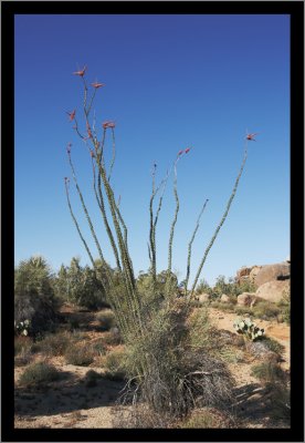 Tallest Ocotillo Cactus I've ever seen ...